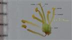  Stamens and Pistil